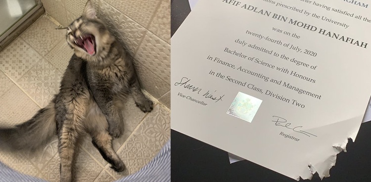 cat chews student graduation certificate viral photos