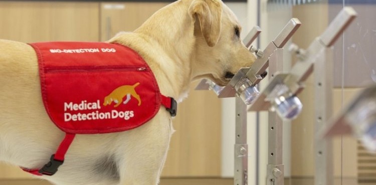Dogs COVID-19 coronavirus