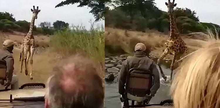 terrifying video angry giraffe tourists truck kenya nature reserve