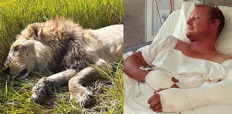 lion attack survivor
