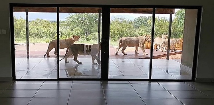 couple lions sunning house