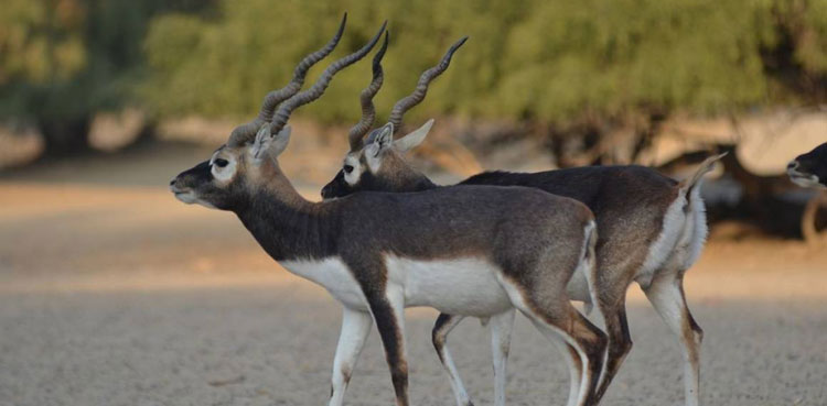 Blackbuck, childbirth, Landhi Zoo