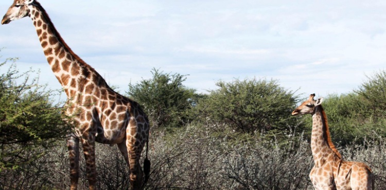 dwarf Giraffe