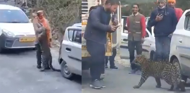 Leopard Viral Video