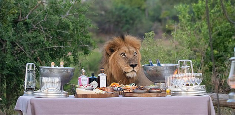 lion, safari party, South Africa