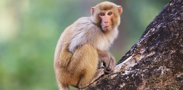 Monkeys in Karachi, Karachi, Monkeys on the loose, Viral video