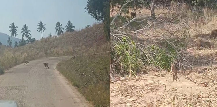 monkeys raid farm steal food
