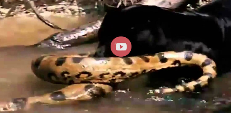 Black panther anaconda fight