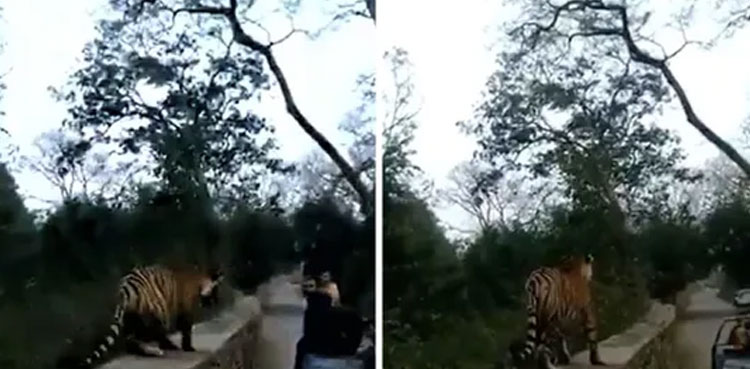 viral video tiger too close