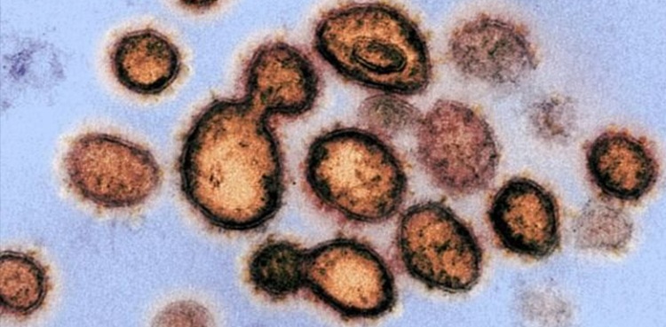 virus mutations
