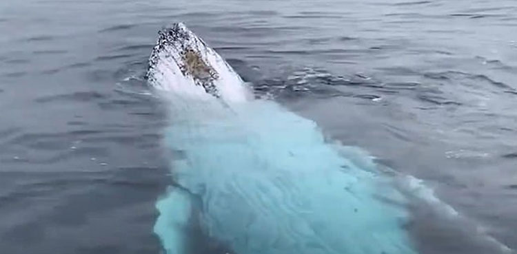 humpback whales playing