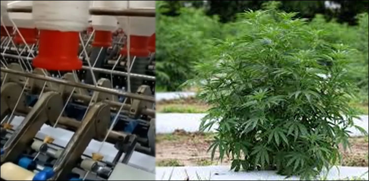 Cannabis hemp fiber cloth