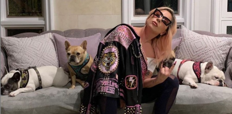Lady gaga bulldog