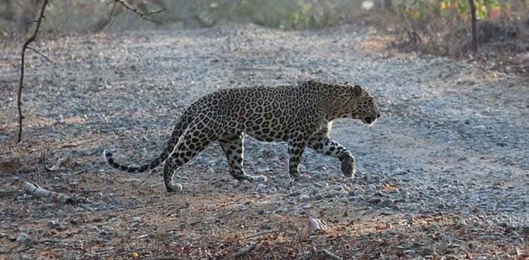 Leopard injured muzaffarabad dies