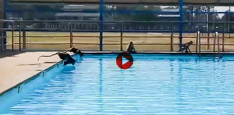 Monkeys swimming pool school thai