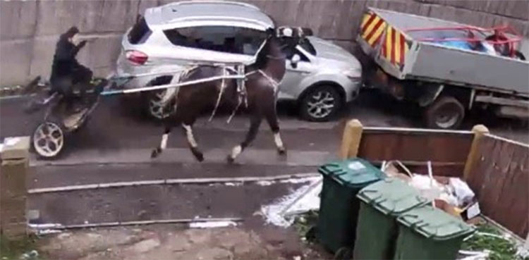 dog, horse, torture, animal cruelty, man, police