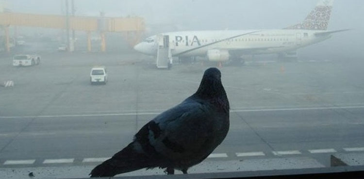 bird repellent system