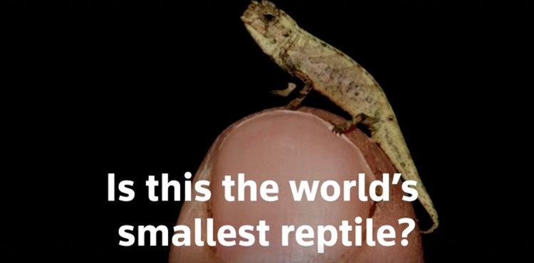 chameleon reptile