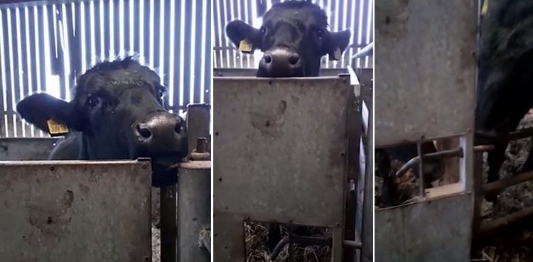 cow escape trick unbolt door cattle pen video