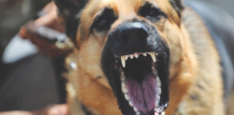 Minor girl dies, stray dog attack, Sindh