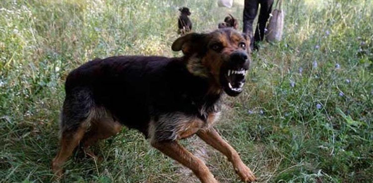 safety tips dog attack recommendations cynologists