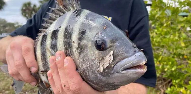 fish, human like teeth, fisherman, Florida