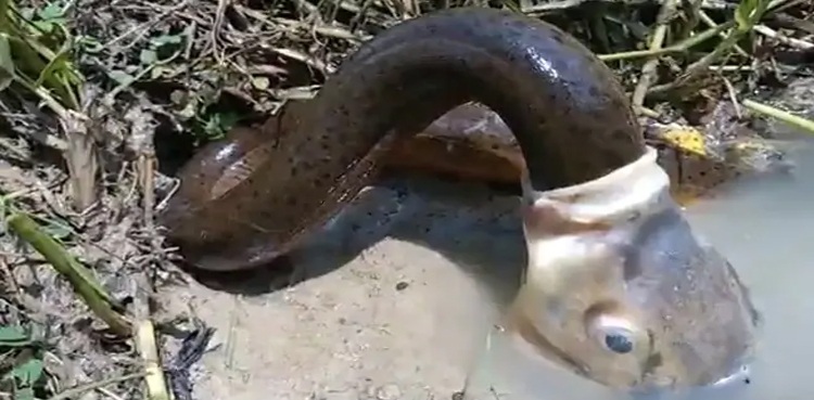 fish swallows eel