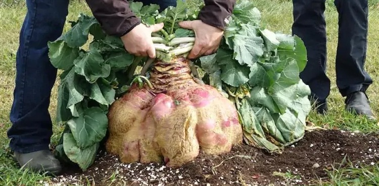 giant turnip guinness world record canadian gardener