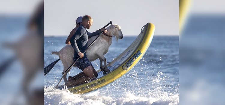 goat-surfer-seas-california-surfing