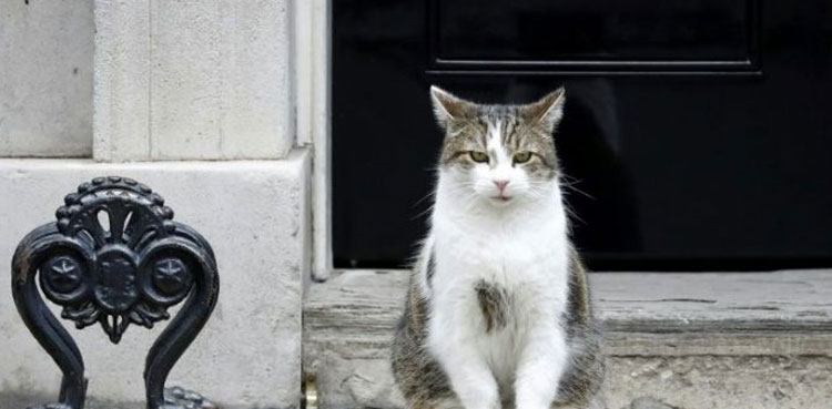 larry cat downing street