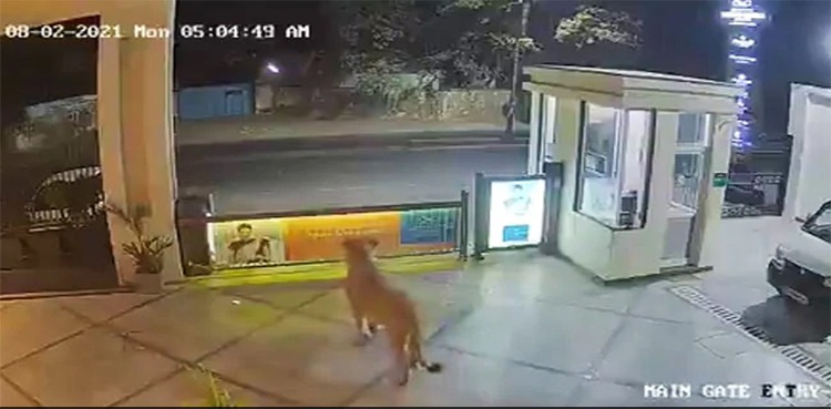lion-gujrat-cctv-hotel-tweet