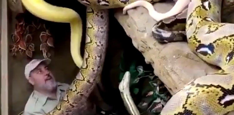 Man snakes reptile zoo viral video jay brewer