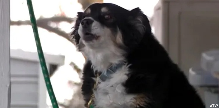 dog lulu border collie millionaire late owner