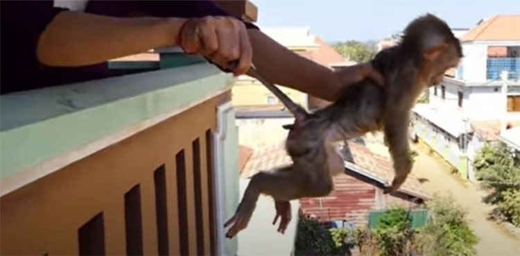 baby monkey, torture, YouTube,