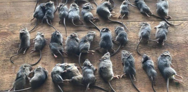 mouse, australia, rodent, plague