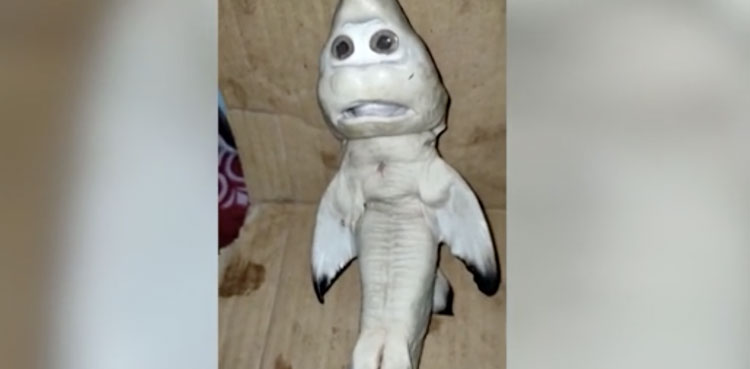 mutant baby shark human face