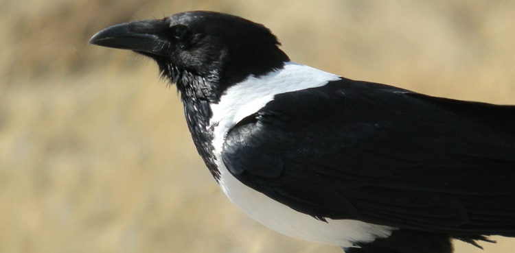 pied crow dallas zoo training session missing