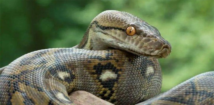 python, 12-feet-long python, Local captured python, Viral video