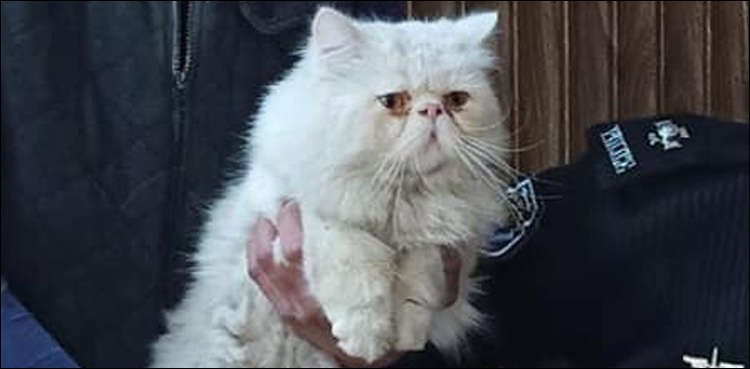 tiktoker-cat-persian
