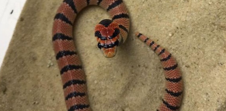 venomous snake south african coral evacuation germany