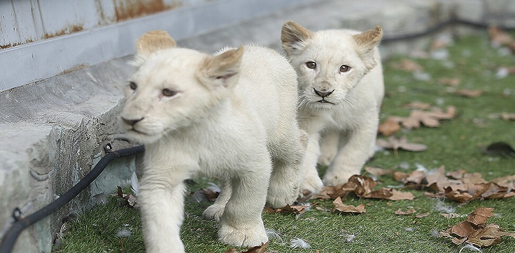 white lion cubs die Lahore zoo