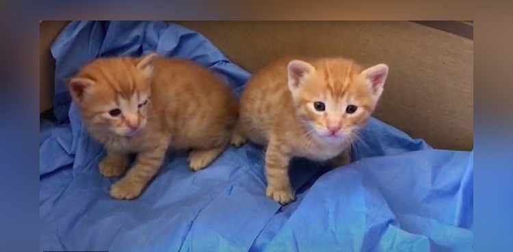 Cat-doctor-kitten-sick-hospital