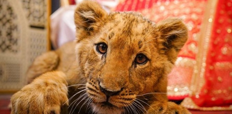 Lion Cub Punjab Wedding