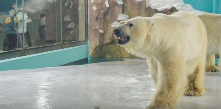 Polar Bear Hotel