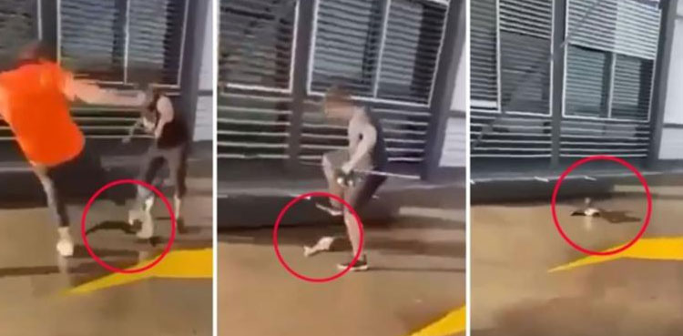 teenagers arrest killing bird video