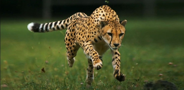 India Cheetahs, local extinction, Namibia