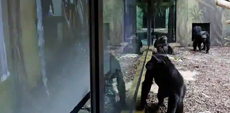 Chimps zoo app