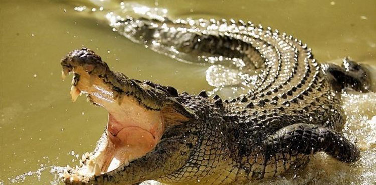 crocodiles south africa farm escape