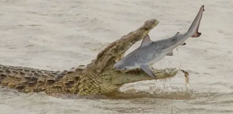 crocodile shark pictures