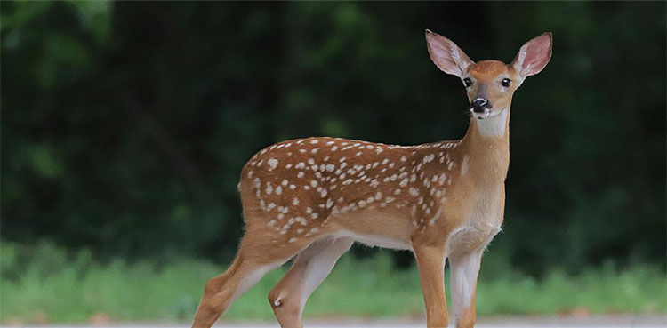 Deer hunting